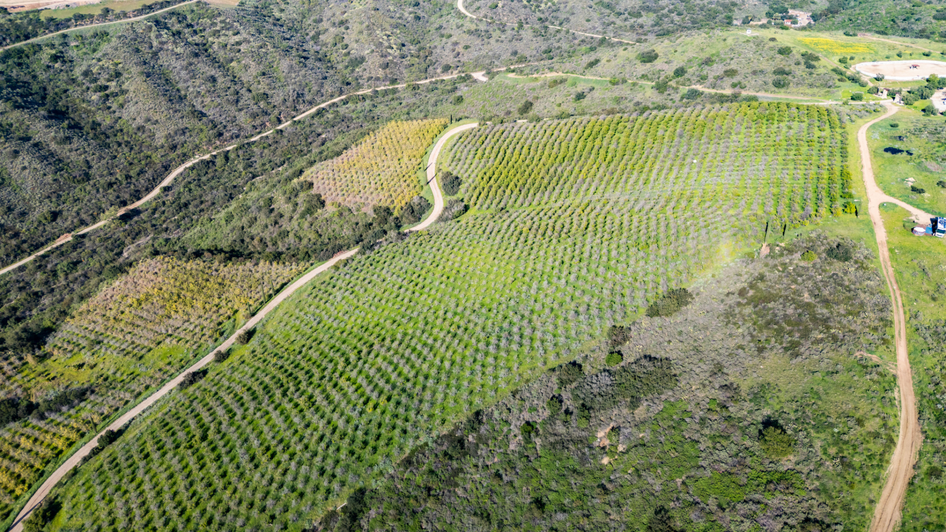 The ranch’s agricultural side is equally expansive, with more than 20,000 organically farmed Eureka lemon trees planted across the rolling terrain, forming a large working lemon grove.