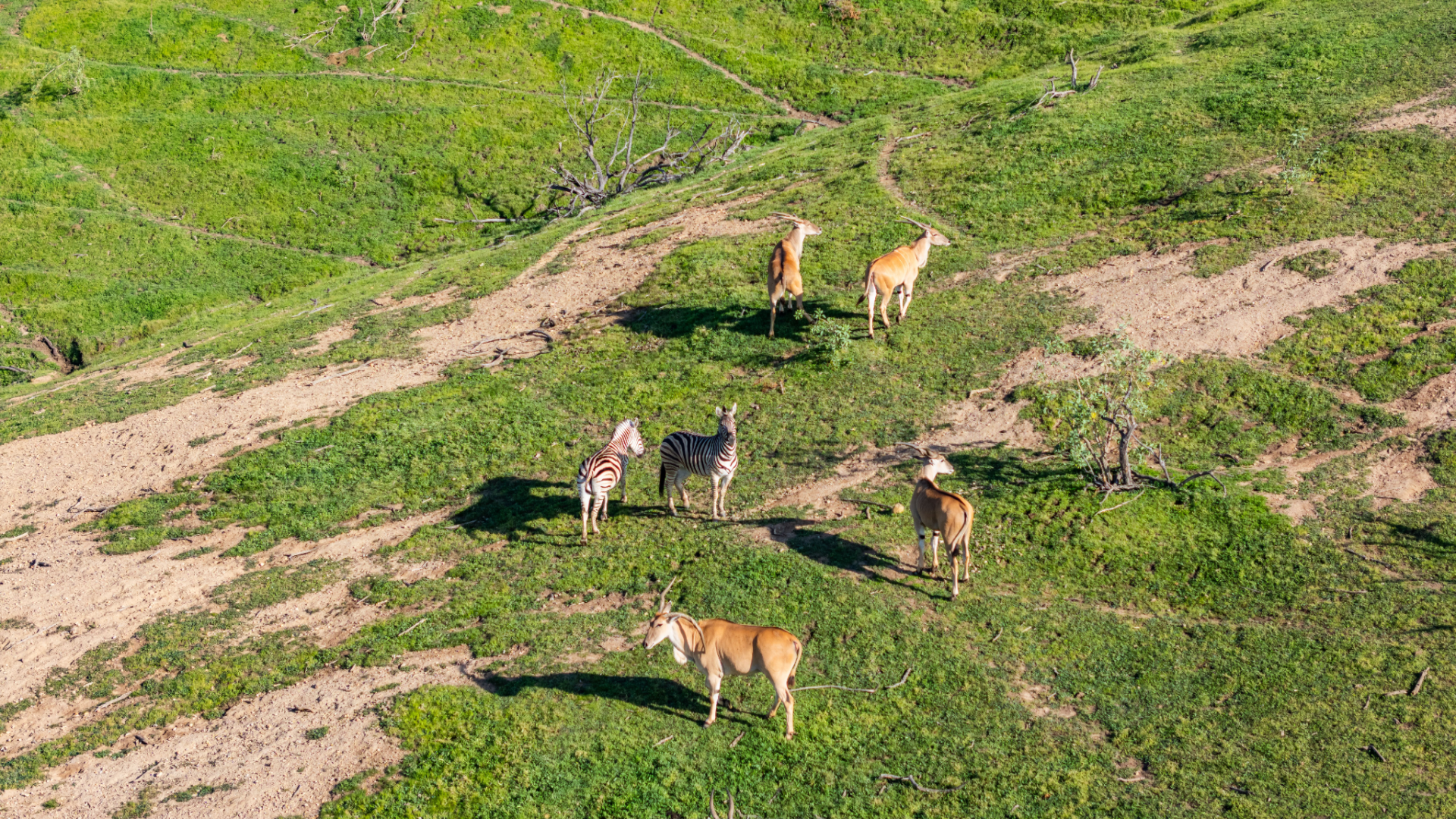 Portions of the property support exotic animals that roam the hillsides, with species such as zebras and antelope often seen moving through the open fields beyond the cultivated groves.