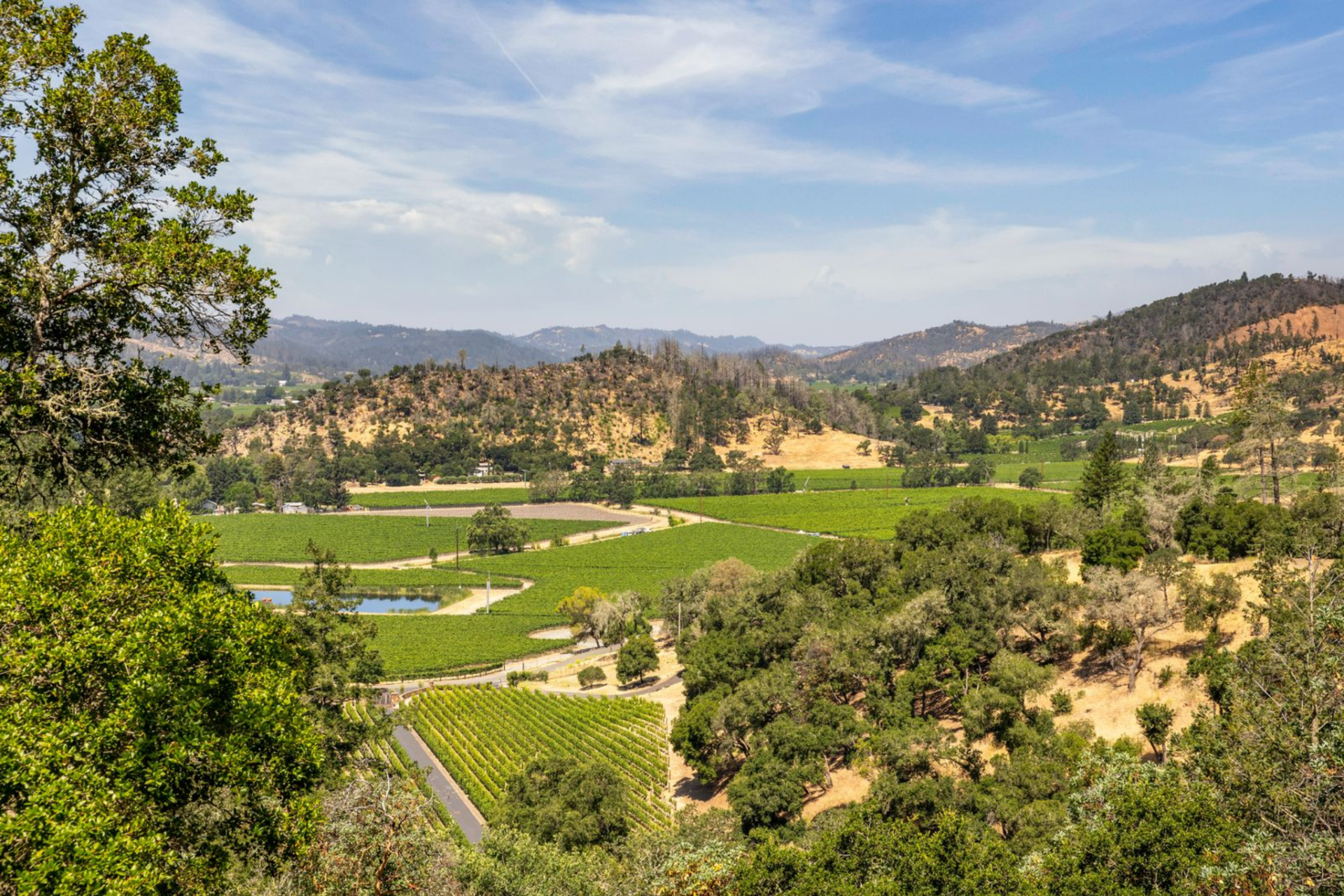 Spread across a gently sloping portion of the property, the olive grove is planted with 220 trees arranged in loose rows.