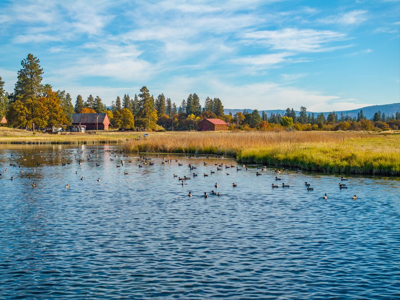 A pond filled with ducks near two red barns.