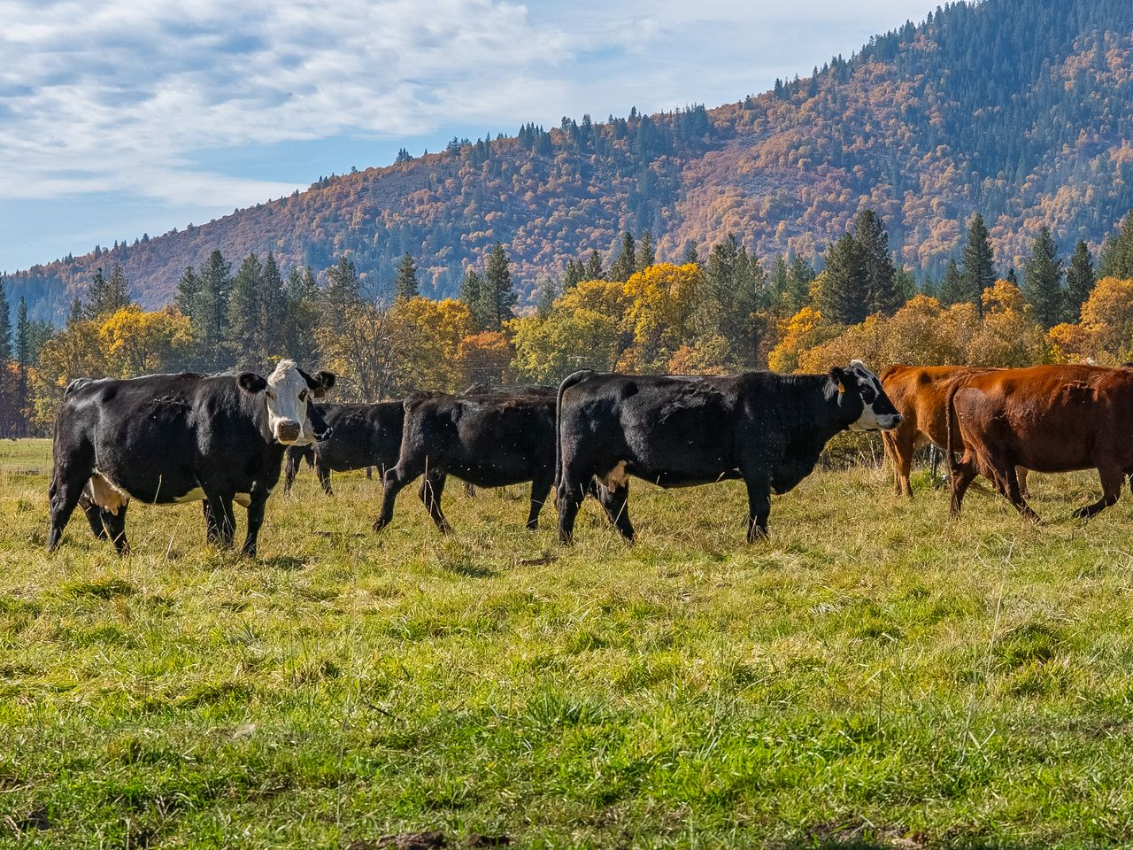 Cows roaming the hills.