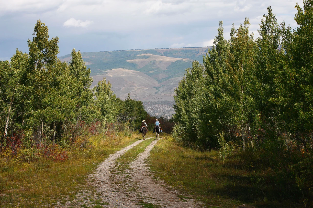 Horseback riding on a trail lined with tall trees.