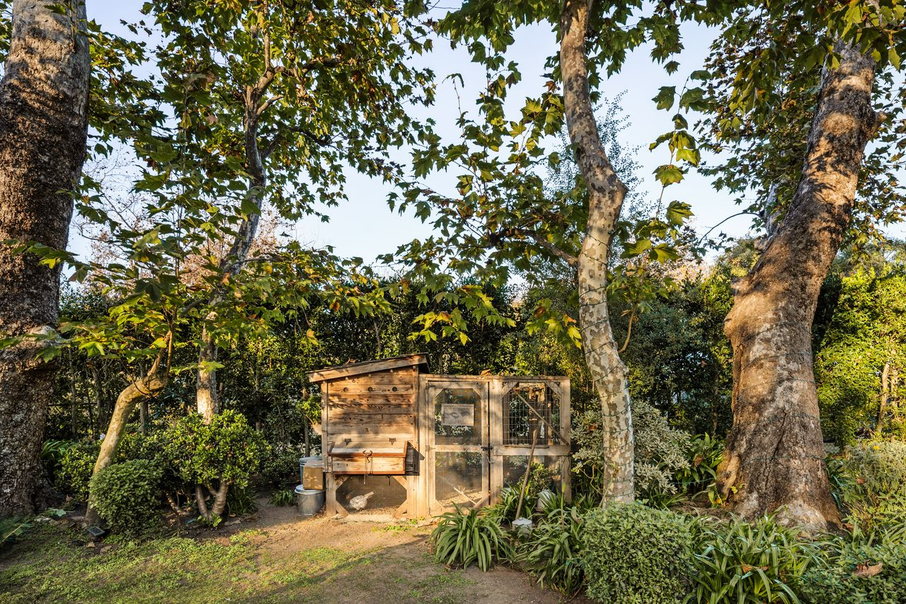 A small wood-framed chicken coop sits beneath the trees.